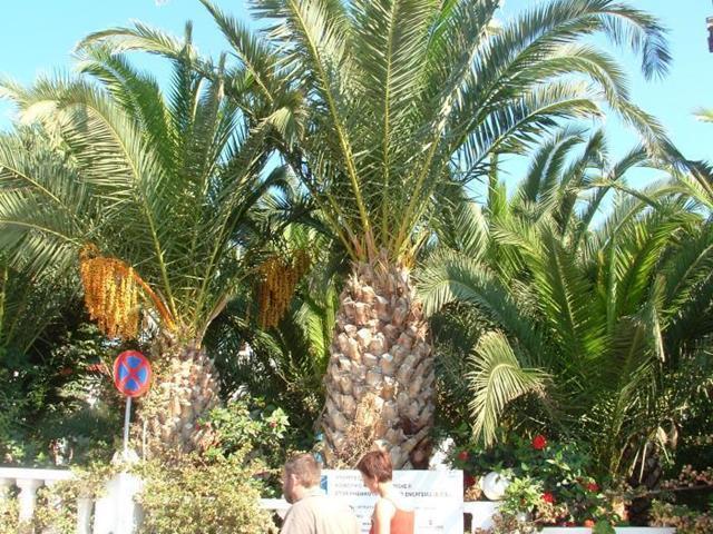 Palm Bay Hotel Sissi  Luaran gambar